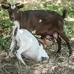 Séjour à la ferme Miracco Atanasio Franco 
