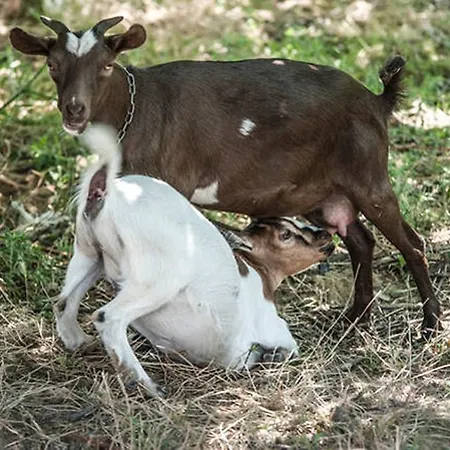 Κατάλυμα σε φάρμα Miracco Atanasio Franco 