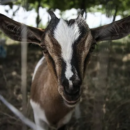 Farma Miracco Atanasio Franco 