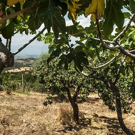 Farm stay Miracco Atanasio Franco 
