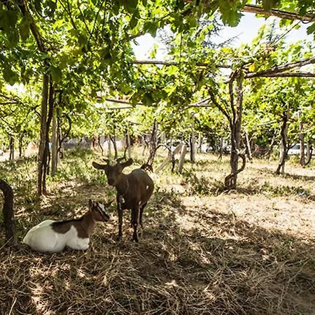 Κατάλυμα σε φάρμα Miracco Atanasio Franco 