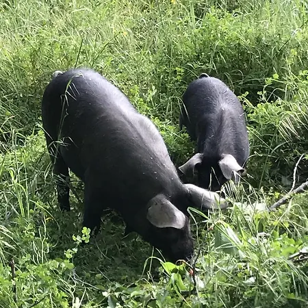 Miracco Atanasio Franco 