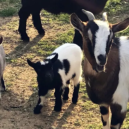 Miracco Atanasio Franco 