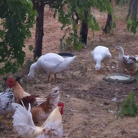 Farma Miracco Atanasio Franco 