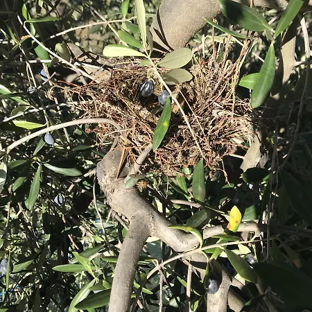 Miracco Atanasio Franco 