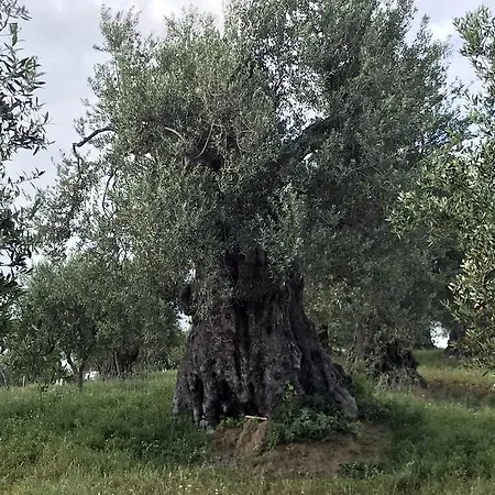 Miracco Atanasio Franco 