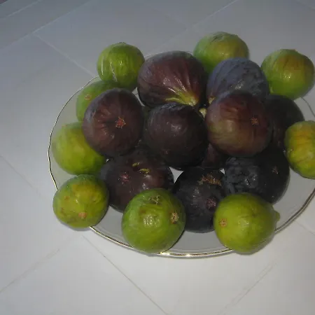 Farma Miracco Atanasio Franco 