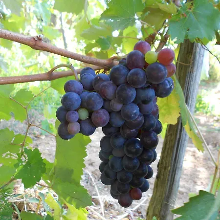 Farma Miracco Atanasio Franco 