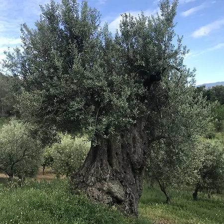 Miracco Atanasio Franco 