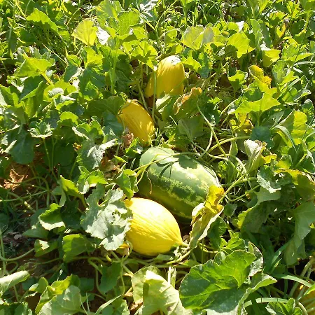 Miracco Atanasio Franco 