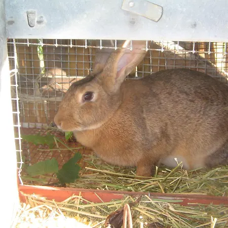 Miracco Atanasio Franco 