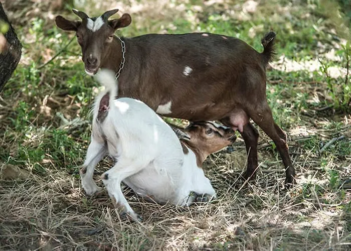 Alojamento de Turismo Rural Miracco Atanasio Franco 