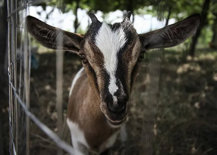 Alojamento de Turismo Rural Miracco Atanasio Franco 