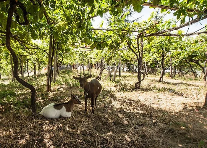 Alojamento de Turismo Rural Miracco Atanasio Franco 