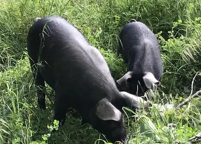 Miracco Atanasio Franco 