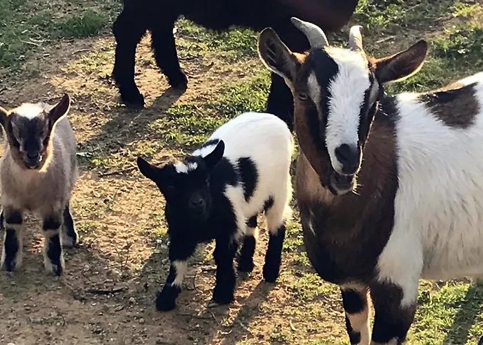 Miracco Atanasio Franco 