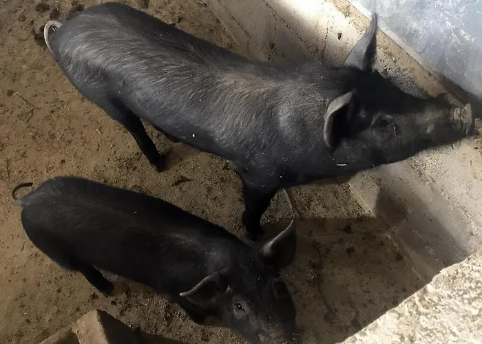 Miracco Atanasio Franco 