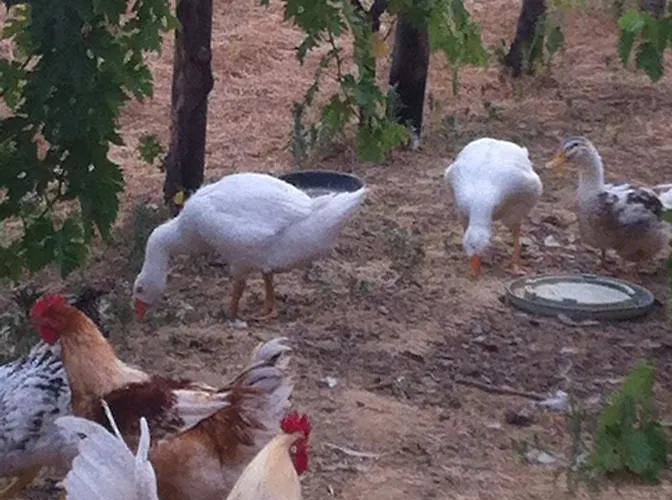 Alojamento de Turismo Rural Miracco Atanasio Franco 