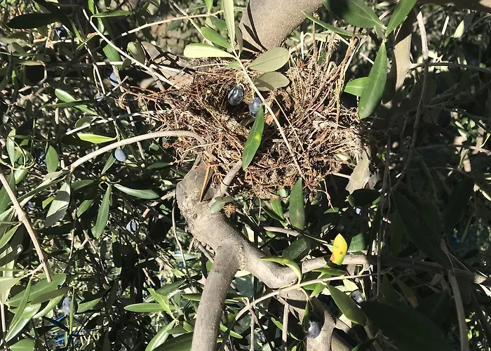 Miracco Atanasio Franco 