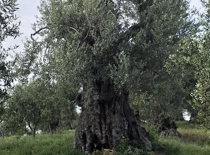 Miracco Atanasio Franco 