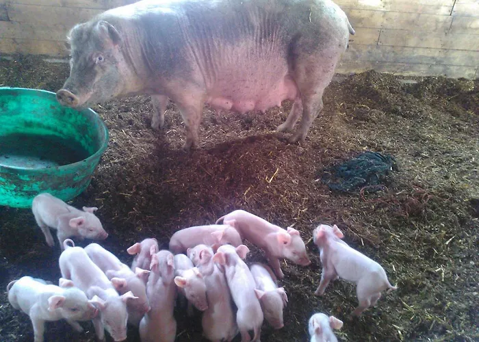 Miracco Atanasio Franco 