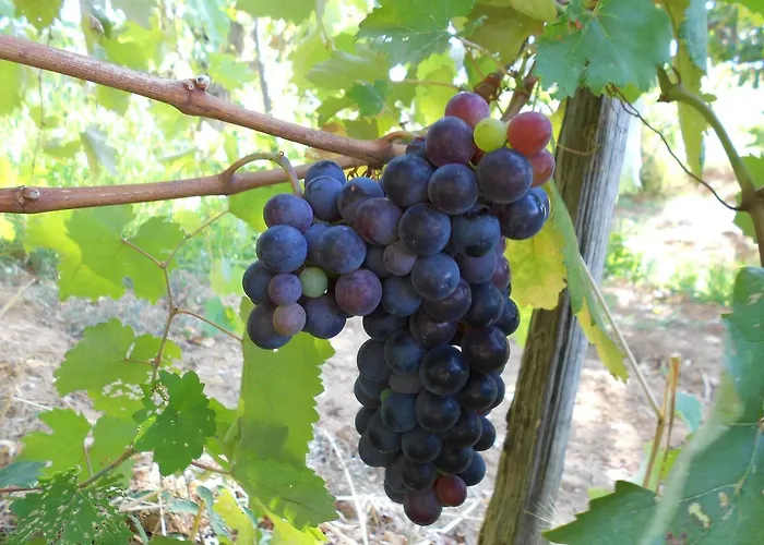 Alojamento de Turismo Rural Miracco Atanasio Franco 