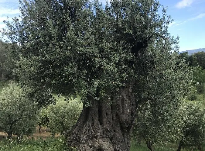 Miracco Atanasio Franco 