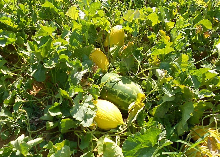 Miracco Atanasio Franco 