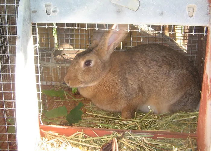 Miracco Atanasio Franco 